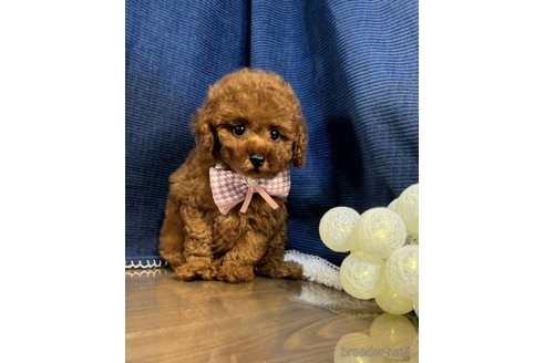 成約済の茨城県のトイプードル-339049